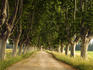 Plane trees in Provence.