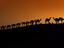 Silhouetted camels, Sam Dunes, India