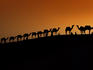 Line of camels silhouetted in Sam Dunes as night falls.
