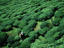 Worker picking tea, India