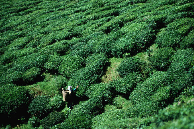 Worker picking tea on tea estate.