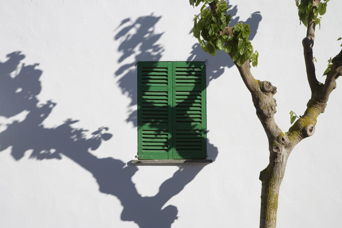 Green window with tree shadow on wall.