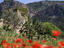 Son Pont Agroturismo Finca Hotel seen through field of red poppy flowers.