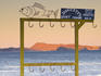 Fish hook stand, Daggets Campground at sunset.