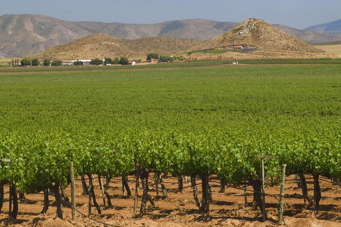 Vineyard near San Vicente.