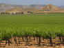 Vineyard near San Vicente.