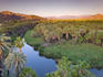 Date Palms (Phoenix dactylifera) and Fan Palms at sunrise, looking over Rio Mulege (Arroyo Santa Rosalia) with Sierra de Guadalupe in distance.