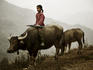 Young girl riding buffalo to Bac Ha Sunday Market.