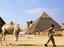 Man leading camel, Giza plateau, Africa