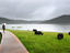 Yaks along lake.