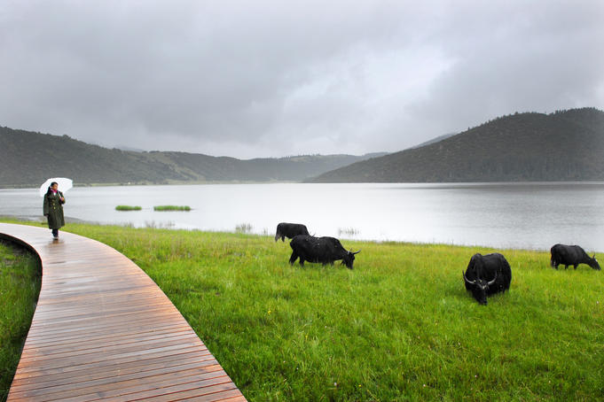 Yaks along lake.