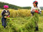 Farmers at work.