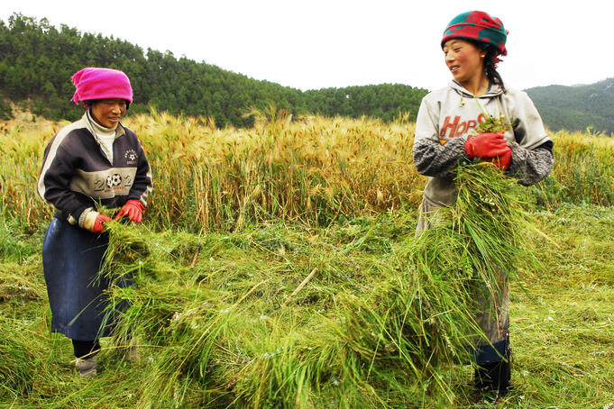 Farmers at work.