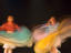 Twirling Humanizarte Andean ballet company performers.