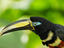 Amazon Basin, South America