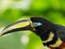 Many-banded Aracari (Pteroglossus pluricinctus), Amazon Basin.
