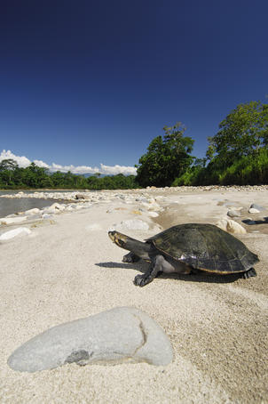 Amazon River Turtle (Podocnemis expansa), Amazon Basin.