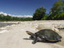 Amazon River Turtle (Podocnemis expansa), Amazon Basin.