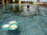 Lotus flowers on pool at Garuda Wisnu Kencana.