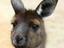 kangaroo, Kangaroo Island