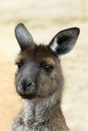 Portrait of a kangaroo.