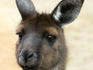 Portrait of a kangaroo.
