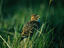 Skylark, Ireland