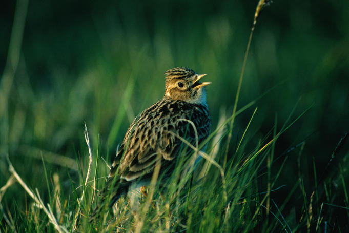 A Skylark ( Alauda arvensis ) singing in a field