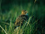 A Skylark ( Alauda arvensis ) singing in a field