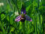 Image_2668-7
