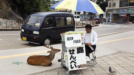 Man selling deer food for tourists to feed the deer.