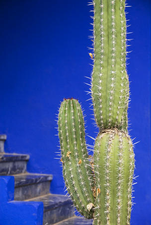 Detail of cactus at the Islamic Art Museum at Jardin Majorelle.