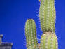 Detail of cactus at the Islamic Art Museum at Jardin Majorelle.
