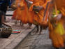 Monks with begging bowls collecting alms in early morning.