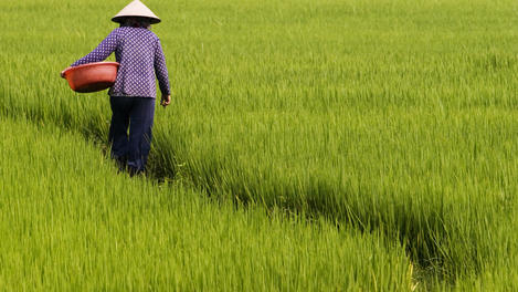 Rice field worker.