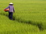Rice field worker.