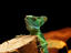 Basilisk (Basiliscus basiliscus) sitting on guard in his environment at Serpentarium.