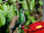 Image_26724-24
