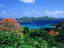 Trees with red blossoms and Little Tobago island.