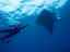 Diver with Manta Ray, Trinidad & Tobago