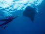 Diver with Manta Ray (Manta birostris).