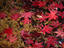 Image_2783-1