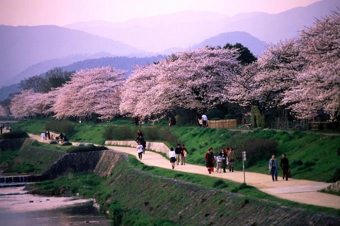 Sakura season in Kyoto - Lonely Planet