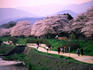 People strolling along the banks of the Kamo Gawa river beneath cherry blossoms and a pink Kyoto sky at dusk.