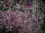 Image_2784-3