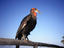 The endangered African Ground hornbill (Bucorvus leadbeateri), the largest member of the hornbill family, in the Lower Zambezi National Park.