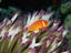 Pink Anemone fish, Queensland