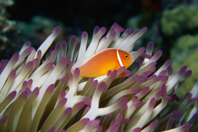 How to explore the Great Barrier Reef