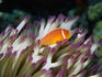 Pink Anemone fish (Amphiprion perideraion). - Great Barrier Reef, Queensland