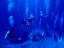 Scuba divers, Queensland